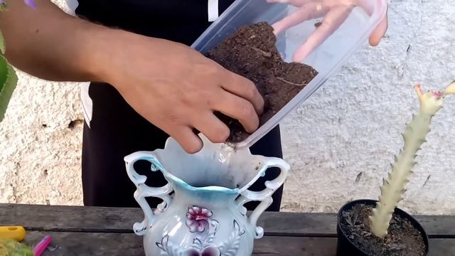 "White Ghost" Euphorbia Variegata смотреть онлайн