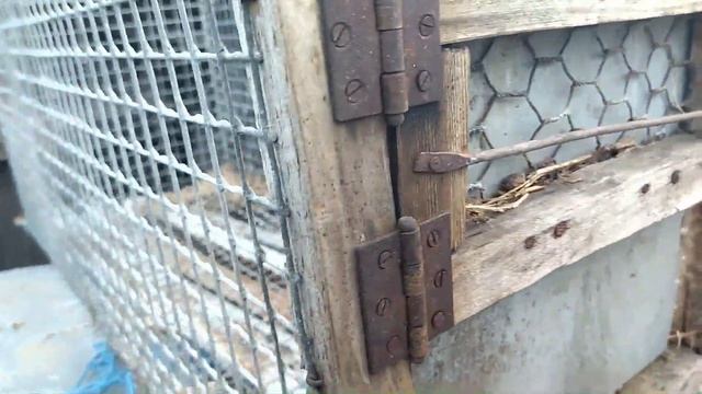 Вес кроликов. Переезд у крольчат смотреть онлайн