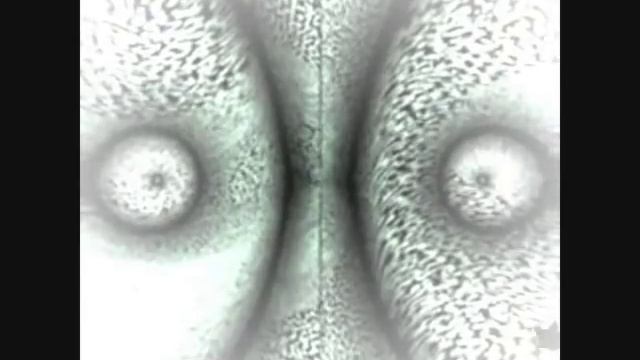 Androcell - Neurosomatic Circuit (Efflorescence 2006) And Some Fractals Of Aramin