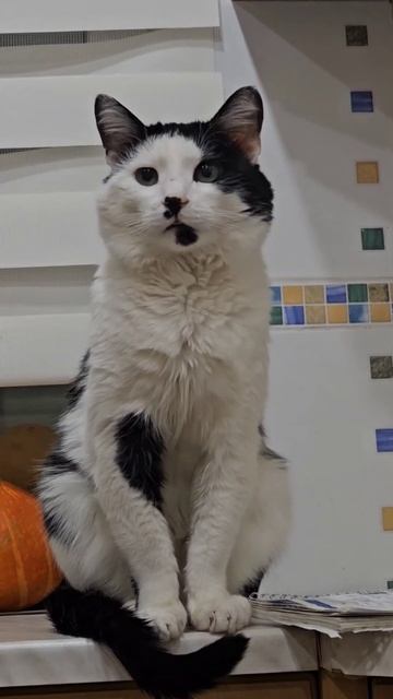 включи звук, мой кот Нолик интересуется ,только чего он хочет я не пойму 😅