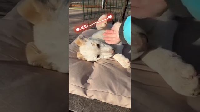 малышка Асти ищет свой дом и семью🤗🤗🤗❤️🔥❤️🔥❤️🔥 смотреть онлайн