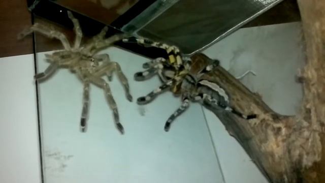 Poecilotheria fasciata mating смотреть онлайн