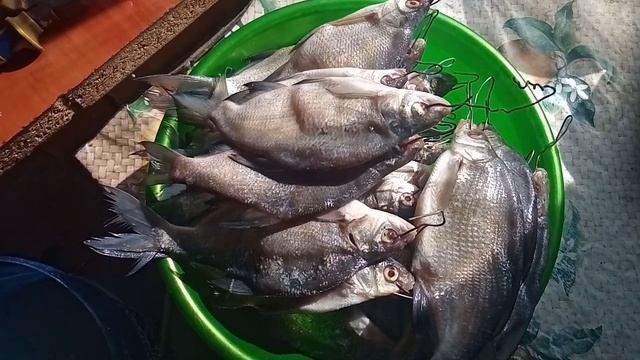 #вяленый_лещ