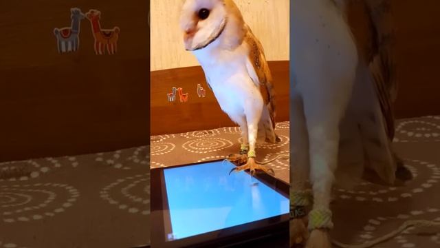 Доказательство того, что совы это котики! Сипуха Кукувая ловит муху на планшете в игре для котиков. смотреть онлайн