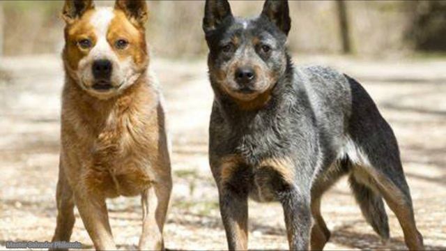 Smartest Dog Breeds on the Planet || Master Salvador Philozoic смотреть онлайн
