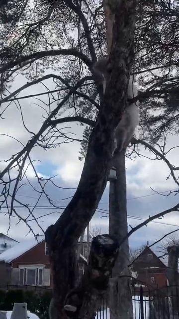 Кошка бегает по дереву🌲 смотреть онлайн