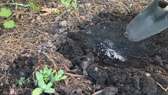 Высаживаю сладкий перец 🌶 смотреть онлайн