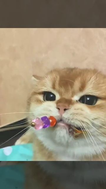 Красивый котик! 😘😘😘