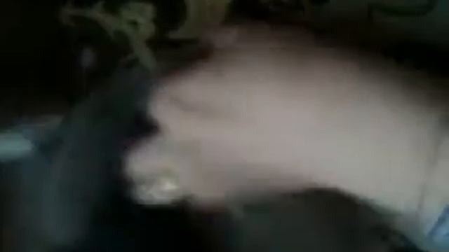 Кот бушует :) смотреть онлайн