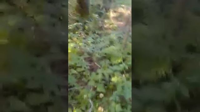 Мистика низкого сорта или следы древней более развитой цивилизации?