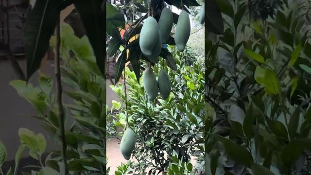 Three test Thai mango at Karim garden. смотреть онлайн