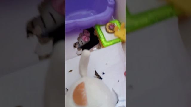 Играем в игрушки. Котики. Хэлоу Китти. Пончик.