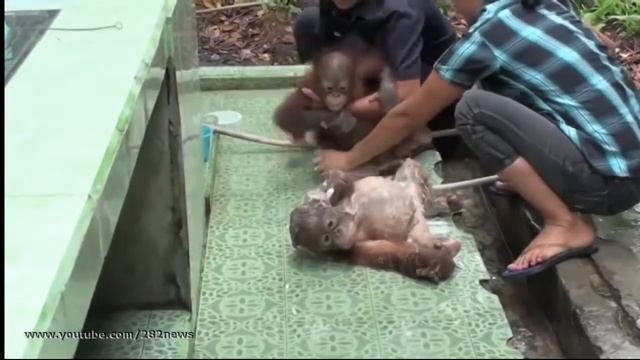 Купание орангутангов   Orangutan   Baby   Bath