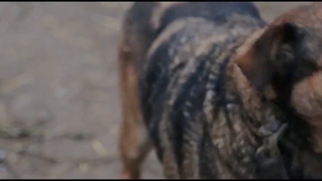 Animal shelter "Charity" смотреть онлайн