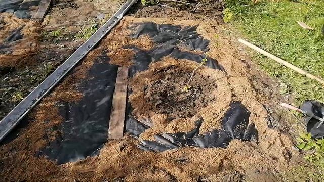 Нет! - Сорнякам под смородиной! смотреть онлайн