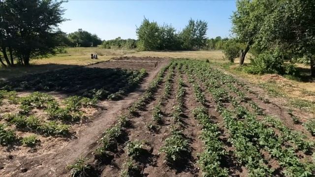 Колорадский жук - Жизнь в деревне смотреть онлайн