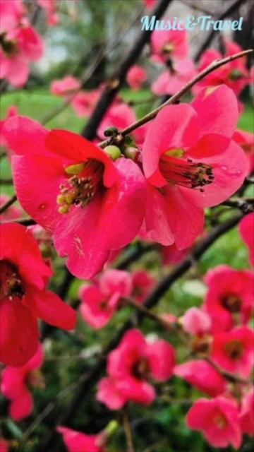 Весна 😍 смотреть онлайн