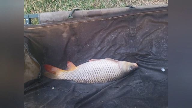 Ribolov šarana i amura od petka do nedelje смотреть онлайн