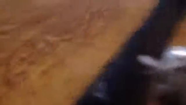 Веселый краб