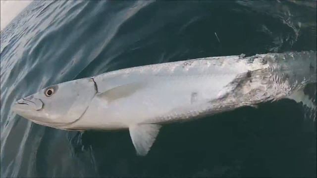 Barracuda caught from Kayak смотреть онлайн