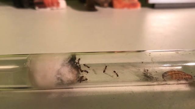 Leptothorax acervorum 09/09/17 смотреть онлайн