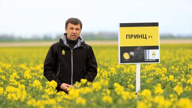 Принц - гибридный сорт компактного типа смотреть онлайн