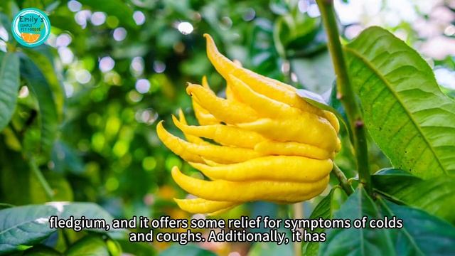 The Mystical Buddha's Hand: Unearthing the Amazing Benefits of Buddha's Hand! смотреть онлайн