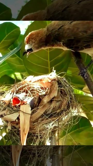 White-headed Bird, [baby Village Review]