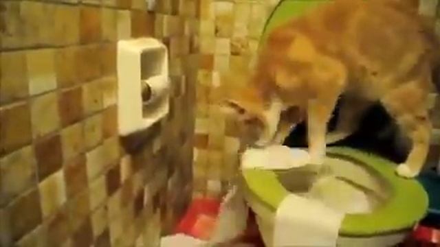 Когда кот думает что унитаз это кошачий лоток смотреть онлайн
