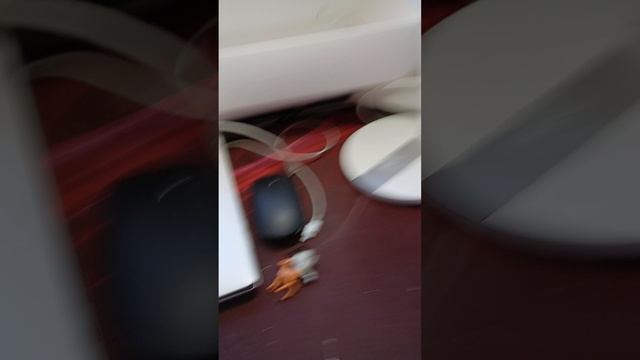 бумажные собаки 😚Я вернулась смотреть онлайн