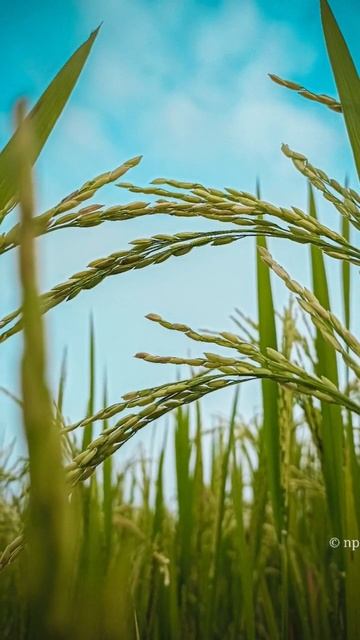 3 Pictures/shortvideo/youtubeshorts/npicturesshortvideo