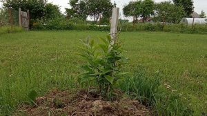 Каштаны в Ленинградской области июль 21 года