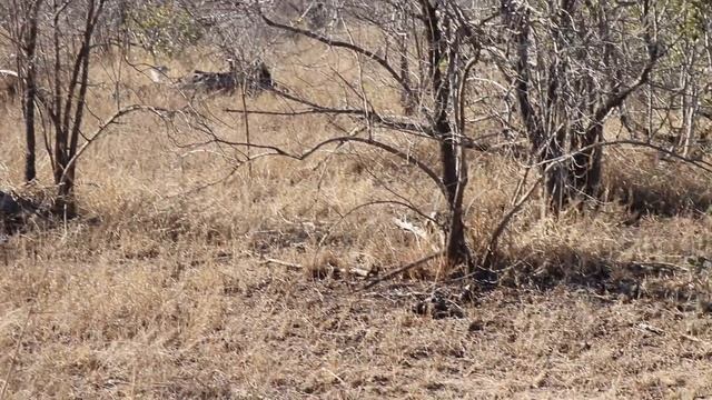 Hyenas raid a Lioness, her cubs and Kudu kill while mama protects her babies. смотреть онлайн