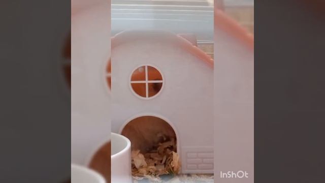 Наша девочка Хома. Её обычный день. Красивая клетка и домик!