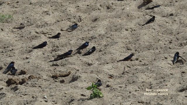 2018 Mongolia 11 Dornod Chuluunhoroot Hoh nuur 566 m Pacifische grote zee-eend смотреть онлайн