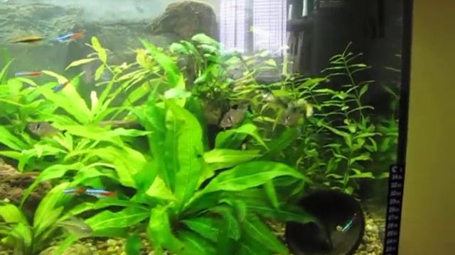 Hygrophila A Echinodorus Aqua Michal 22