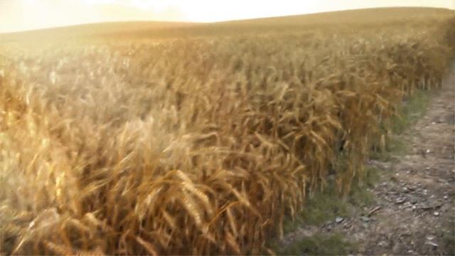 Wheat Field - 3DS Max & Forest Pack смотреть онлайн