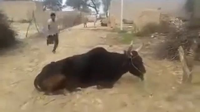 Парень не рассчитал Приколы смотреть онлайн