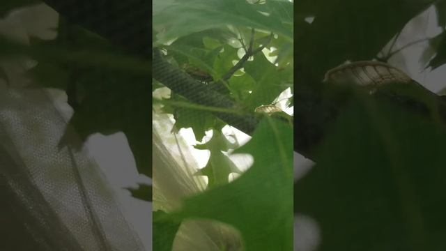 M.cassini calls. смотреть онлайн