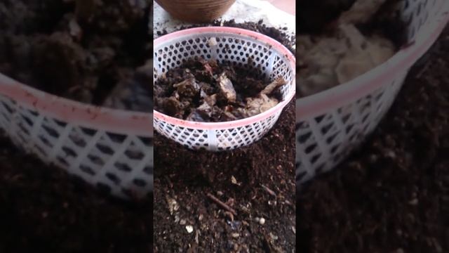Separating Earthworm Castings 1