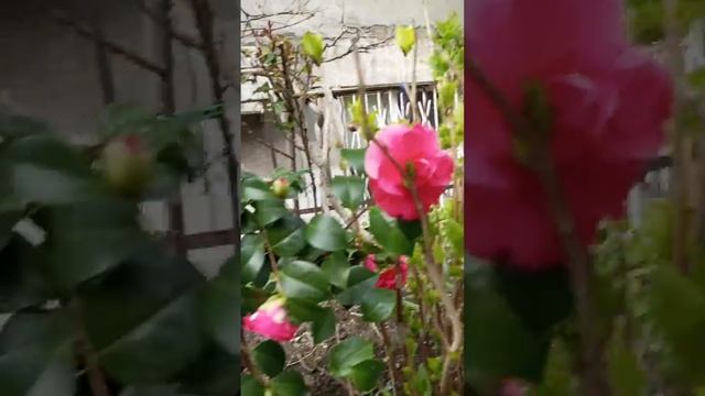23 марта. Почти одесский дворик. смотреть онлайн