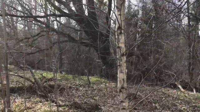 У старого дуба 3:0 ура!!!