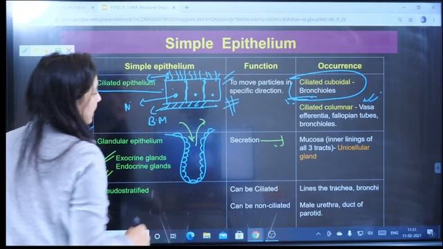 Structural Organisation In Animals Class 11 #1 | Animal Tissues |NEET 2021 Preparation |NEET Biolog