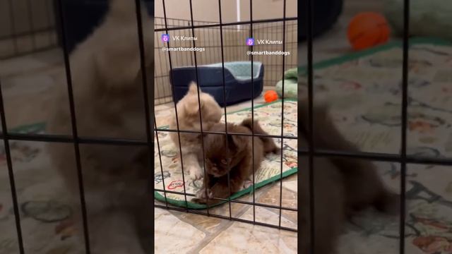 Щенки чихуахуа в продаже смотреть онлайн