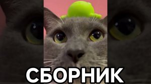СБОРНИК ШОРТСОВ - Котинет Школа Котиков