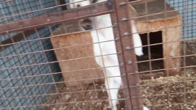 28.12.2022 г. Кинологи в приюте для бездомных животных "Лисёна". смотреть онлайн