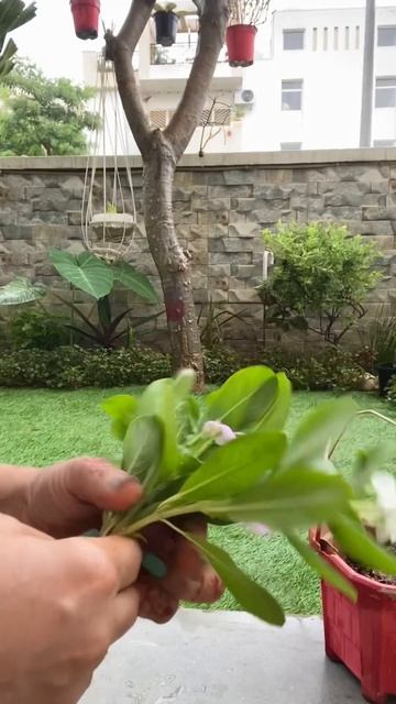 Easy to Grow Vinca plant by Cutting #sadabahar #periwinkle#shorts смотреть онлайн