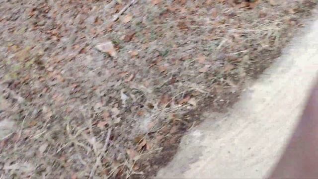 Close Encounter with a Tiger at Ranthambore National Park | T-101 | Part 2 смотреть онлайн