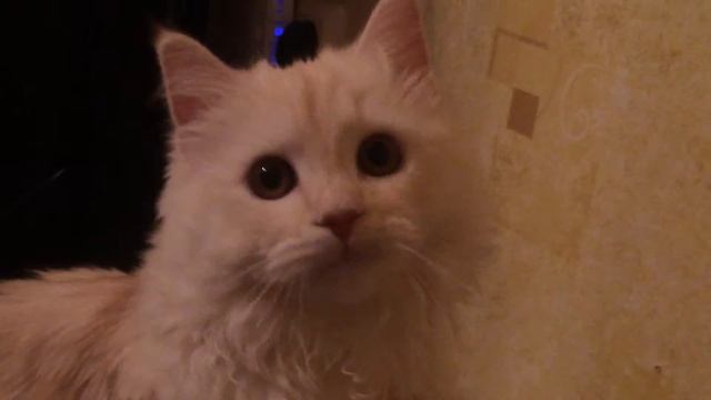 Котенок сломался смотреть онлайн