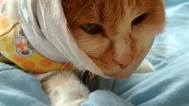 Продуло... Приколы с котом:) смотреть онлайн